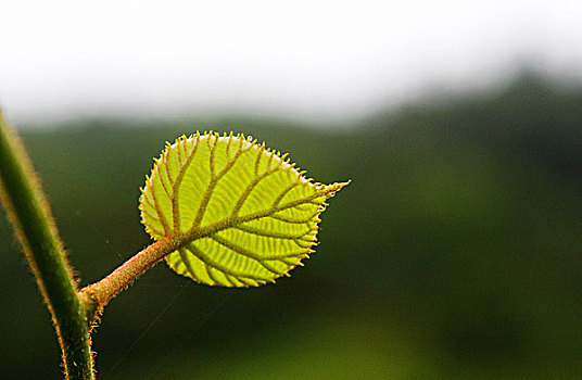 四川阿坝自治州水磨古镇的植物