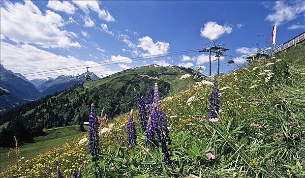 花地,正面,滑雪缆车,阿尔卑斯山,奥地利,欧洲