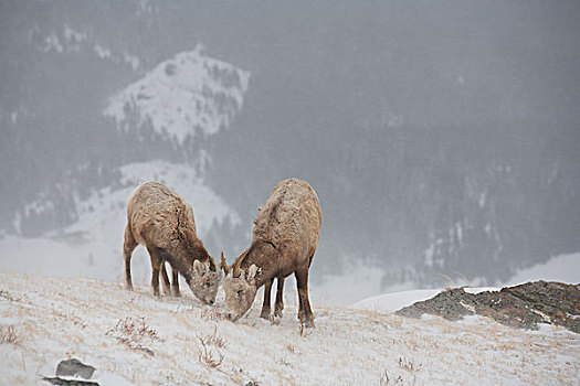 大角羊,母羊,羊羔,放牧,冰川国家公园,蒙大拿