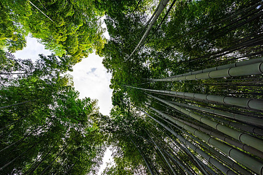 日本京都嵯峨野岚山竹林风光