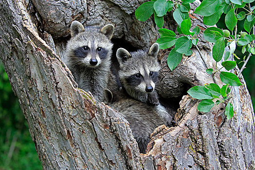 浣熊,两个,小猫,看,树,洞穴,松树,明尼苏达,美国,北美