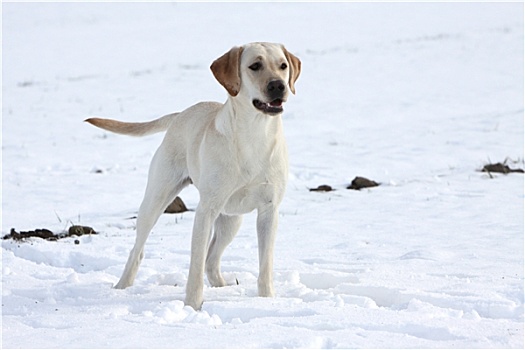 拉布拉多犬,雪