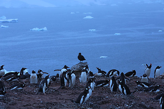 南极贼鸥,巴布亚企鹅