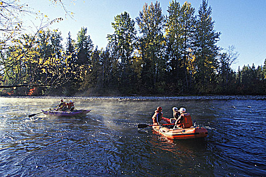 亚当斯河,红鳟鱼,筏,靠近,追逐,不列颠哥伦比亚省,加拿大