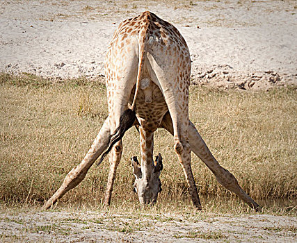 非洲,博茨瓦纳,乔贝国家公园,后视图,长颈鹿,伸展,喝,水