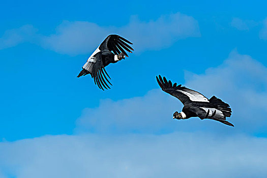 安第斯秃鹰,安地斯神鹰,飞行,托雷德裴恩国家公园,巴塔哥尼亚,智利,南美