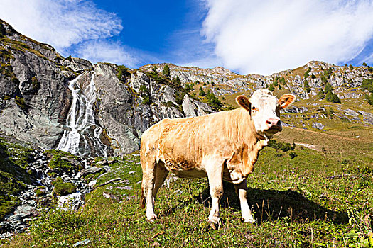 母牛,瀑布,靠近,山谷,东方,提洛尔,奥地利