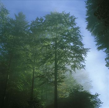 薄雾,树林,靠近,上巴伐利亚,德国