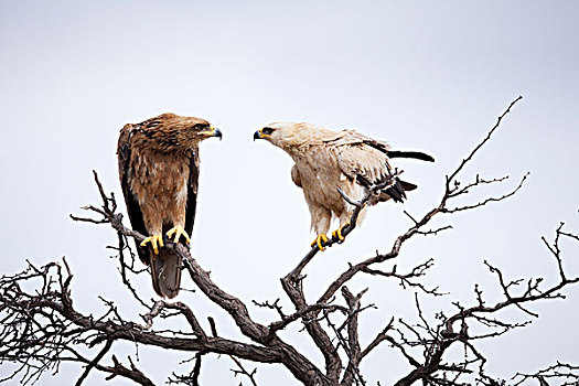 茶隼,卡拉哈迪大羚羊国家公园,博茨瓦纳
