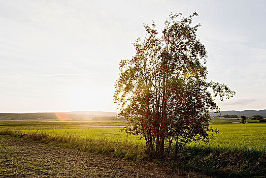 瑞典,孤木,日出