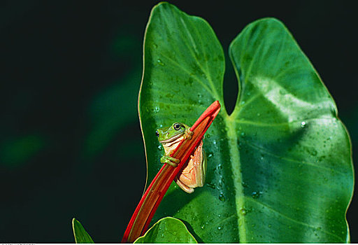 绿树蛙,叶子,热带雨林,昆士兰,澳大利亚