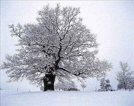 一个,树,橡树,雪,冬天