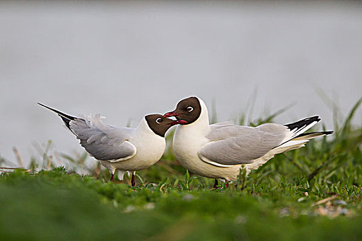 求爱,红嘴鸥,海鸥,特塞尔,省,北荷兰,荷兰,欧洲