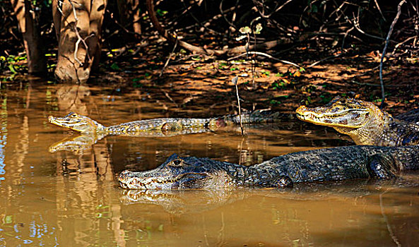宽吻鳄,凯门鳄,躺着,岸边,水,潘塔纳尔,巴西,南美