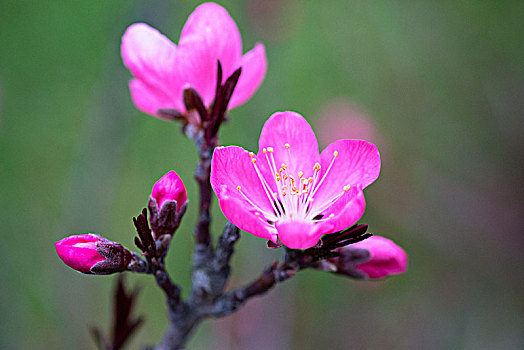 特写花卉