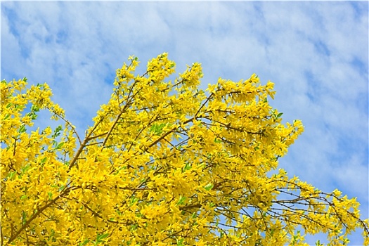 黄色,连翘属植物,灌木,正面,阴天