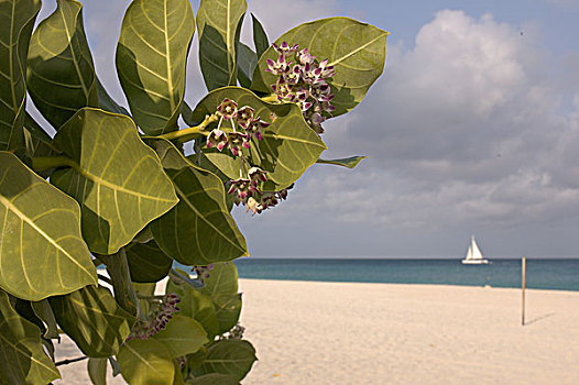 阿鲁巴,棕榈海滩,海滩,花,帆船,背景