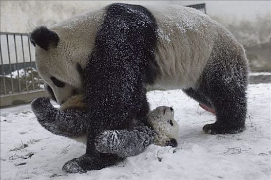 大熊猫,玩,第一,五个,老,幼兽,雪中,卧龙自然保护区,中国