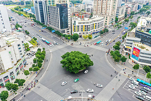 航拍福州八一七中路一棵大榕树矗立十字路口