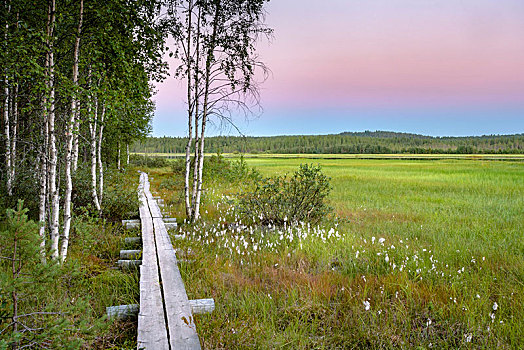 日落,木质,步行桥,湿地,荒野,落叶树,桦树,羊胡子草,拉普兰,芬兰,欧洲