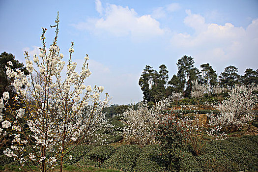 樱桃花