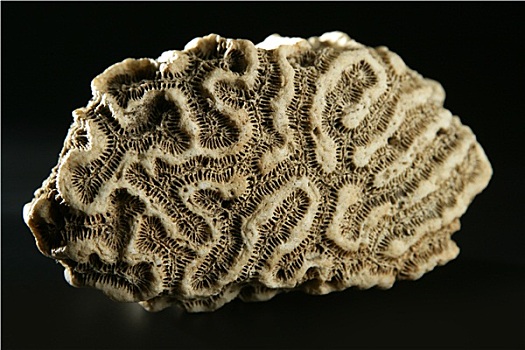 脑珊瑚,石头,微距,特写,棚拍