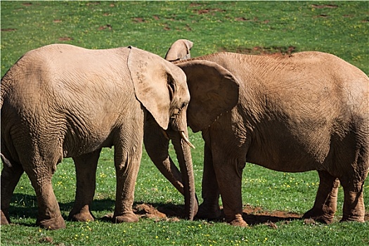 大象,家族,非洲,热带草原,旅游,安伯塞利国家公园,肯尼亚