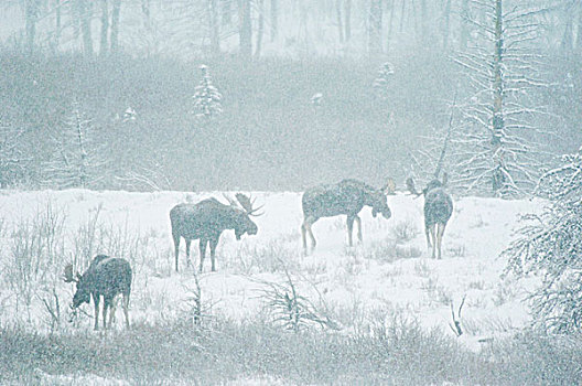 驼鹿,雄性,鹿,家庭,世界,瓦特顿湖国家公园,西南方,艾伯塔省,加拿大