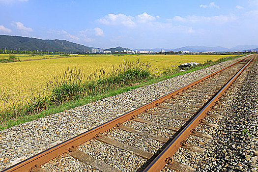 韩国庆州稻田