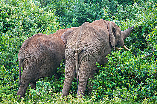 大象,丛林,肯尼亚