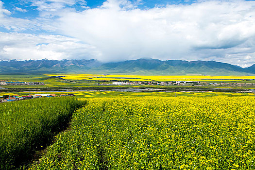 油菜花