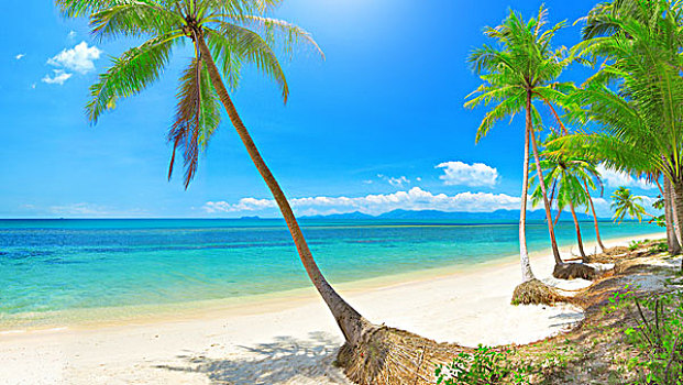全景,热带沙滩,椰树