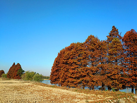 水杉林,冬日水杉