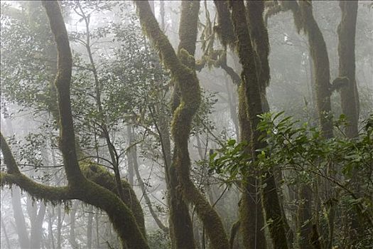 加拉霍艾国家公园,月桂树