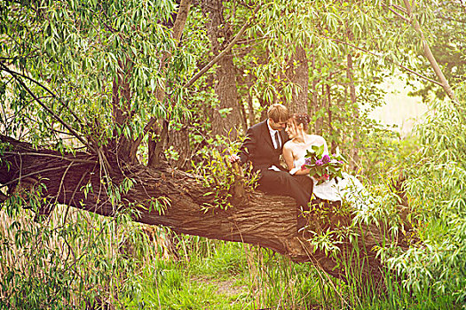 新郎,新娘,坐,秋天,相爱,树