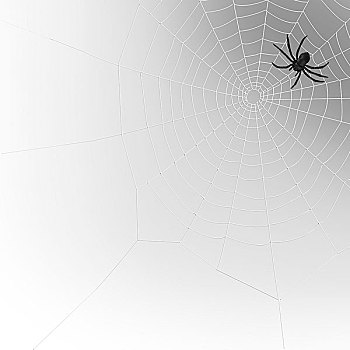 蜘蛛,蜘蛛网