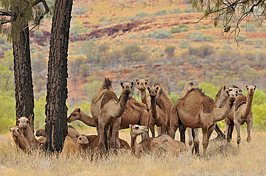 澳大利亚,内陆地区,北领地州,野生,单峰骆驼