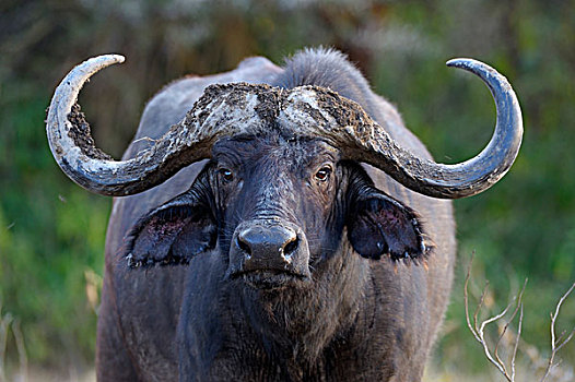 非洲,水牛,头像,纳库鲁湖国家公园,肯尼亚,东非