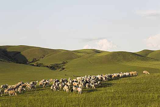 山羊,绵羊,草地,内蒙古,中国