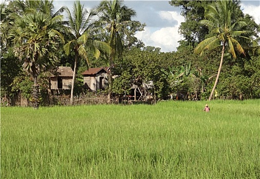 乡村,风景,泰国