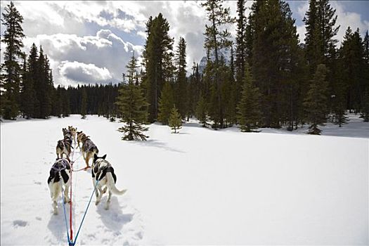 狗,拉拽,狗拉雪橇,落基山脉,艾伯塔省,加拿大