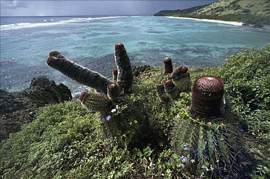 帽,仙人掌,圣克罗伊,岛屿,维京群岛,加勒比海