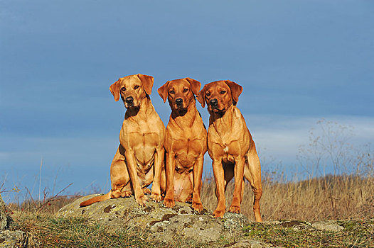 拉布拉多犬,黄色,母狗,雄性,三个,狗,坐,靠近,相互,奥地利,欧洲