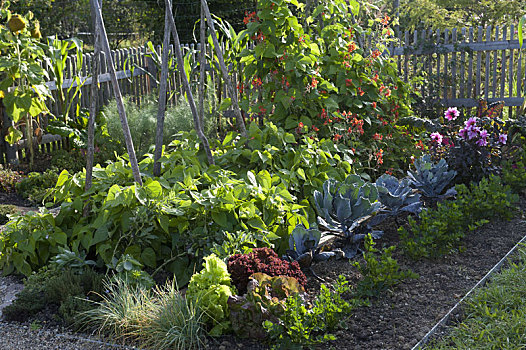 菜园,灌木,豆