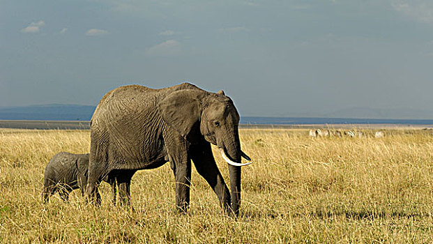 非洲,大象,母牛,诞生,幼兽,风景,风暴,天空,马赛马拉国家保护区,肯尼亚,东非