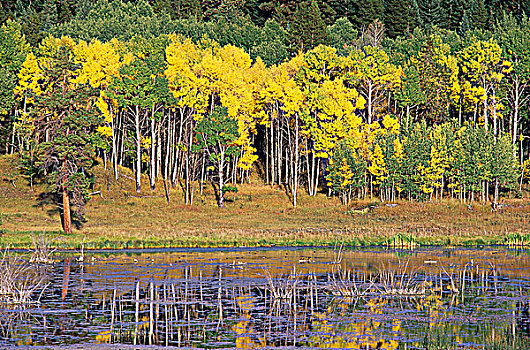 秋色,白杨,湖,小树林,不列颠哥伦比亚省,加拿大