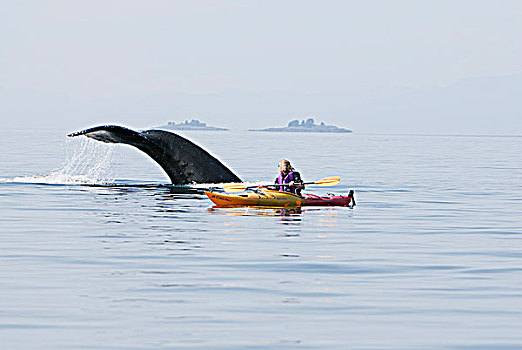 驼背鲸,表面,靠近,女人,海上皮划艇,弗雷德里克湾,东南阿拉斯加,夏天