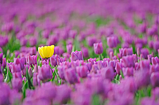 一个,黄色,郁金香,许多,紫色,靠近,荷兰南部,荷兰,欧洲
