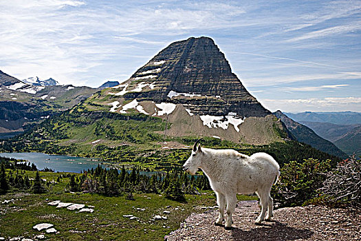 石山羊,雪羊,远眺,隐藏,湖,山,冰川国家公园,蒙大拿,美国