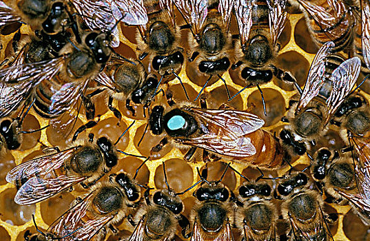 蜜蜂,意大利蜂,蜂窝,工蜂,法国